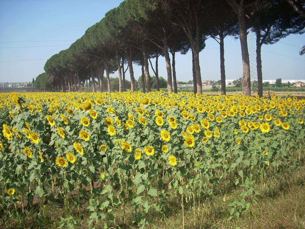 Agriturismo Pantano Borghese Monte Compatri Δωμάτιο φωτογραφία